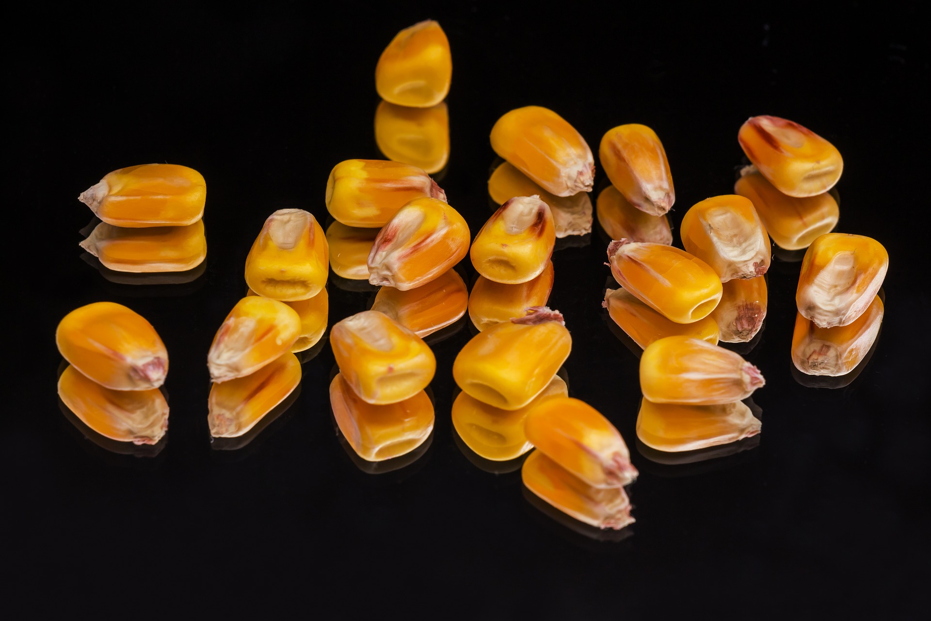 USDA підвищило прогноз експорту кукурудзи з України